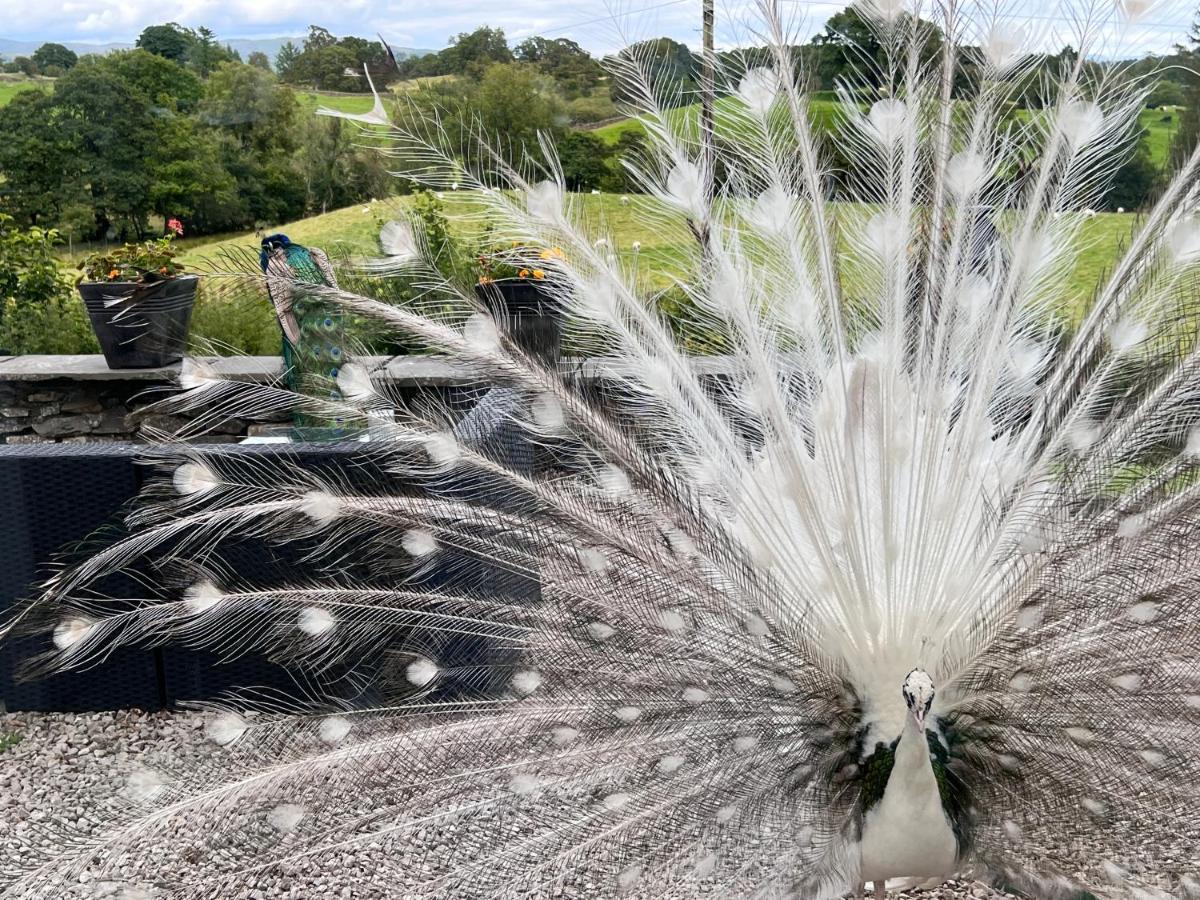 Treeside Woodhouse Villa Hawkshead Bagian luar foto